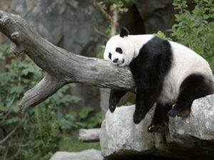 Прикольная панда фото